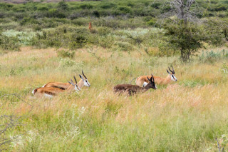 Morning Game Drive