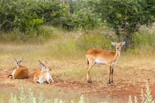 Morning Game Drive