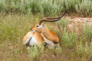 Morning Game Drive