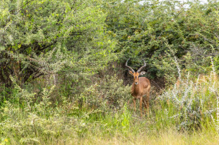 Morning Game Drive
