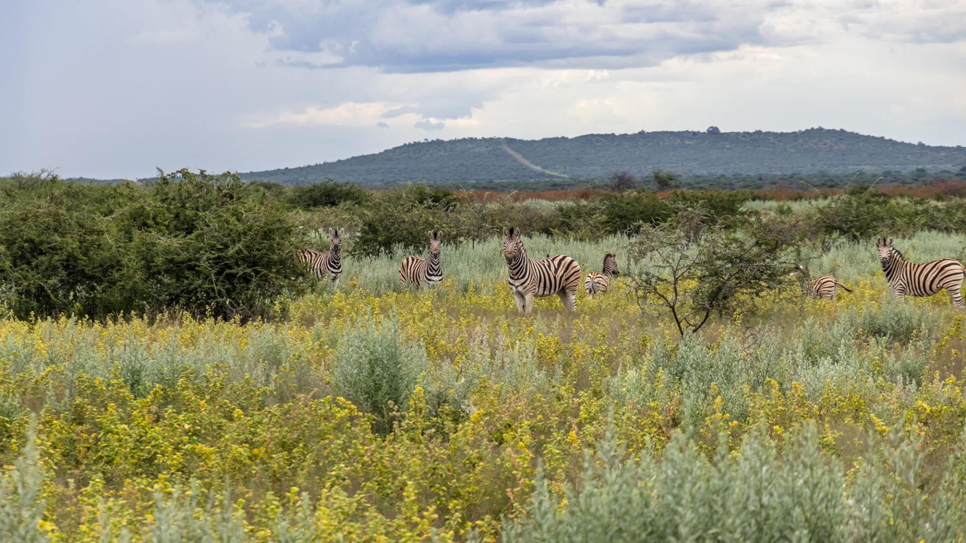 Morning Game Drive