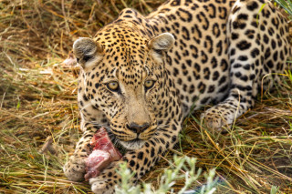 The Carnivore Drive