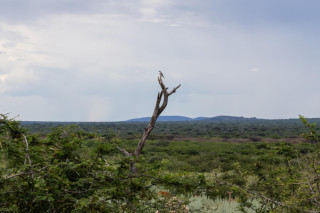 Morning Game Drive