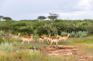 Morning Game Drive