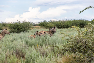 Morning Game Drive