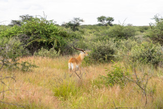 Morning Game Drive