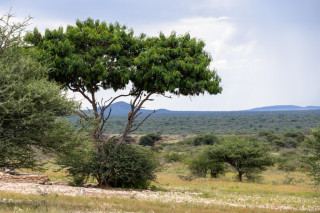 Morning Game Drive