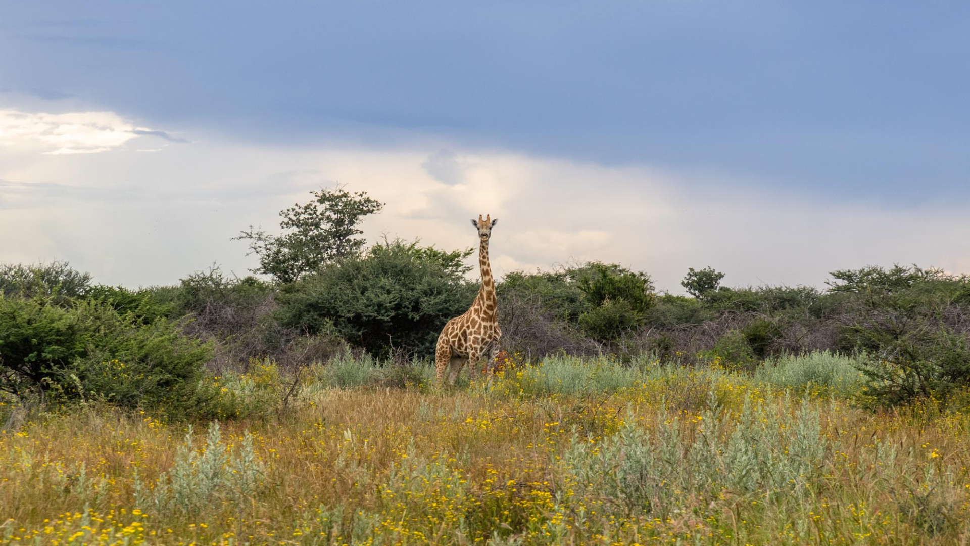 Guided Walks