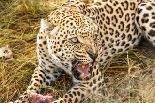The Carnivore Drive