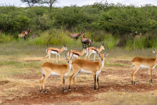 Morning Game Drive