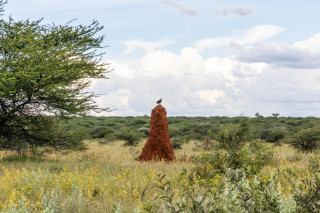 Morning Game Drive