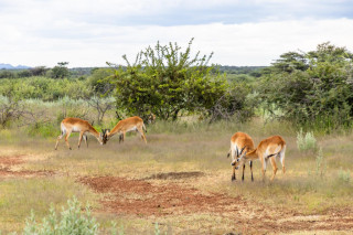 Morning Game Drive