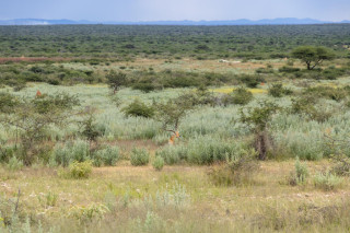 Morning Game Drive