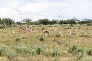 Morning Game Drive