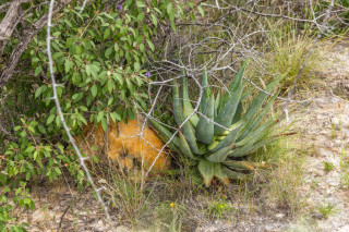 Guided Walks