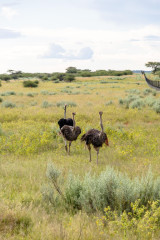 Morning Game Drive