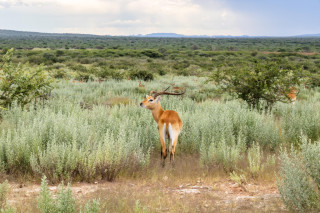 Morning Game Drive
