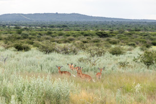 Morning Game Drive