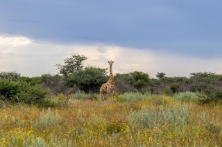 Guided Walks