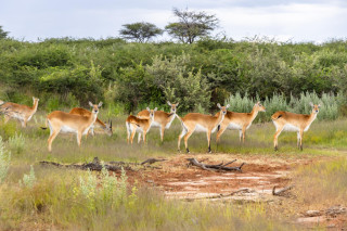 Morning Game Drive
