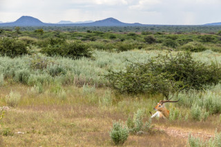 Morning Game Drive