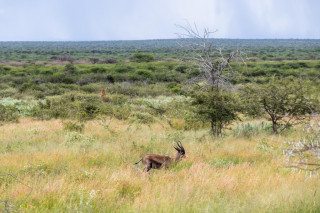 Morning Game Drive