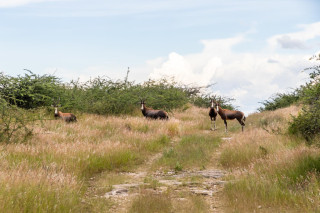 Morning Game Drive