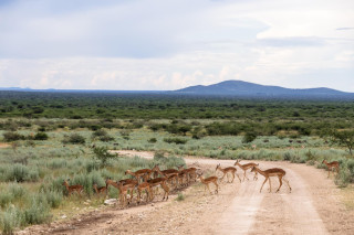 Morning Game Drive
