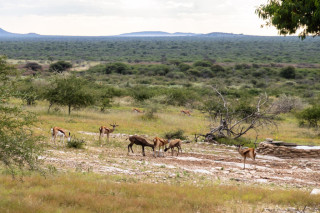 Morning Game Drive