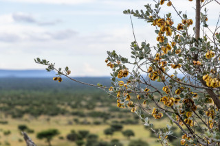 Guided Walks