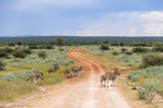Morning Game Drive