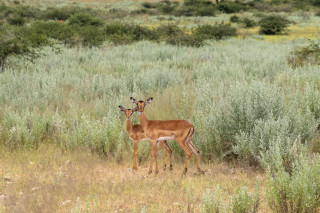 Morning Game Drive