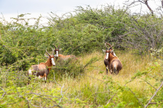 Morning Game Drive