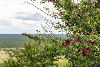 Guided Walks