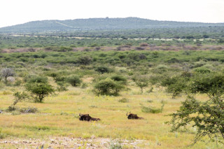 Morning Game Drive