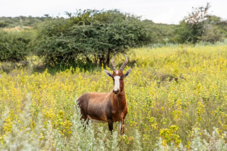 Morning Game Drive