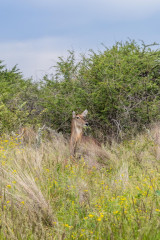 Morning Game Drive