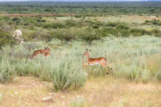 Morning Game Drive